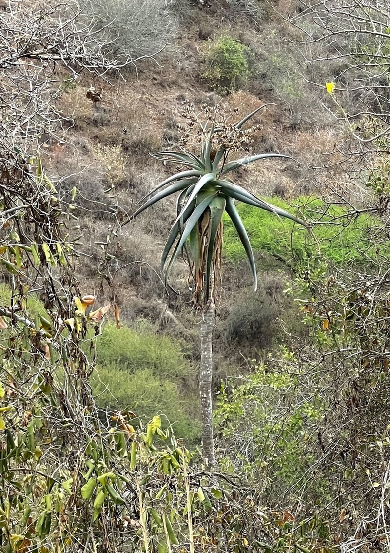 Aloe ballyi photo 4
