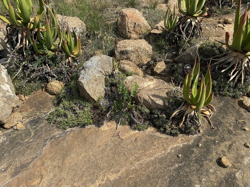 Aloe barbara-jeppeae