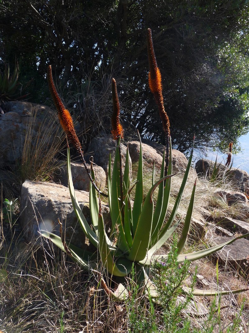 Aloe barbara-jeppeae photo 3