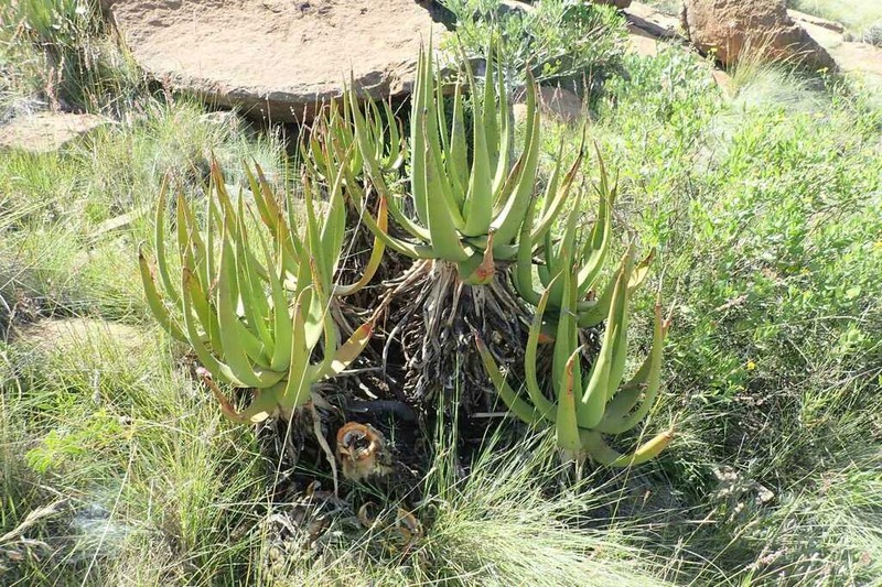 Aloe barbara-jeppeae photo 4