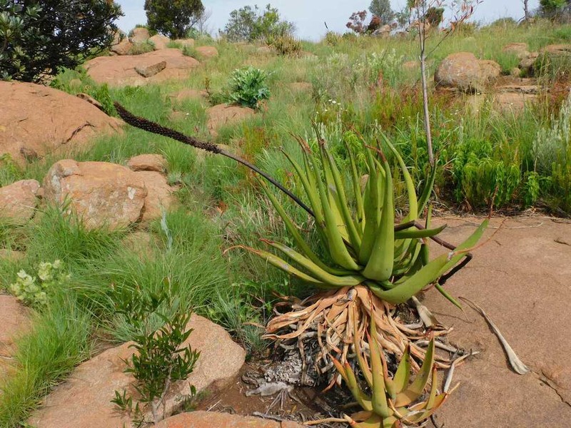 Aloe barbara-jeppeae photo 5