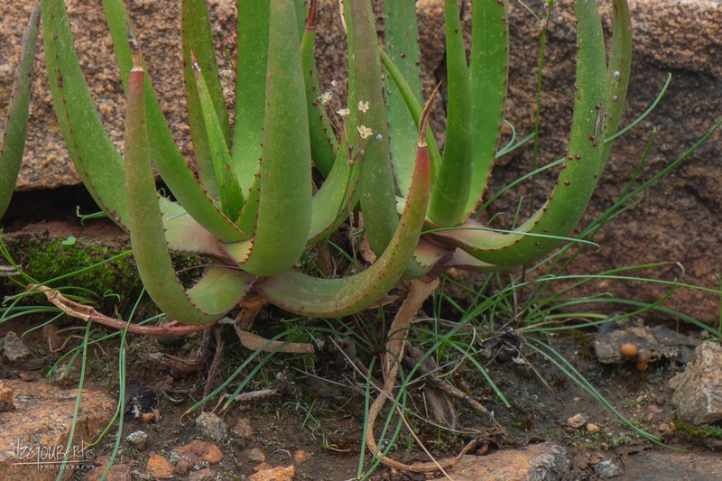 Aloe barbara-jeppeae photo 6