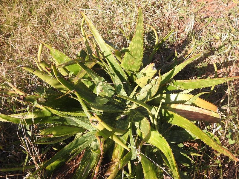 Aloe barbertoniae
