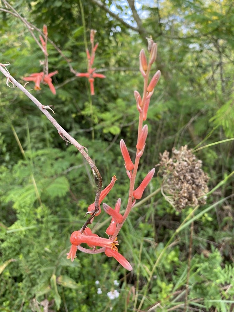 Aloe barbertoniae photo 2
