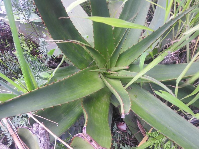Aloe barbertoniae photo 3