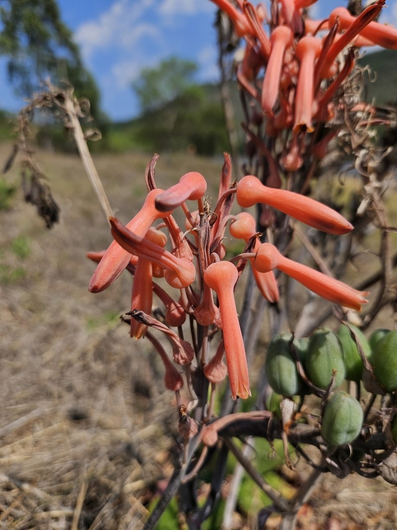 Aloe barbertoniae photo 4