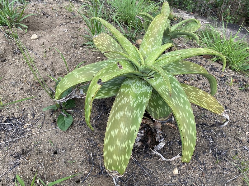 Aloe barbertoniae photo 5