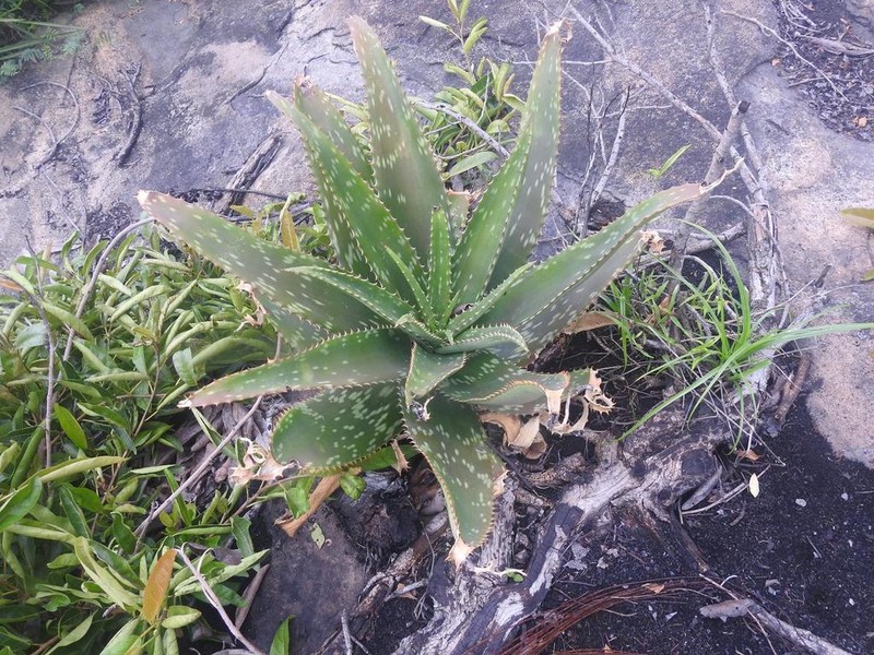 Aloe barbertoniae photo 6