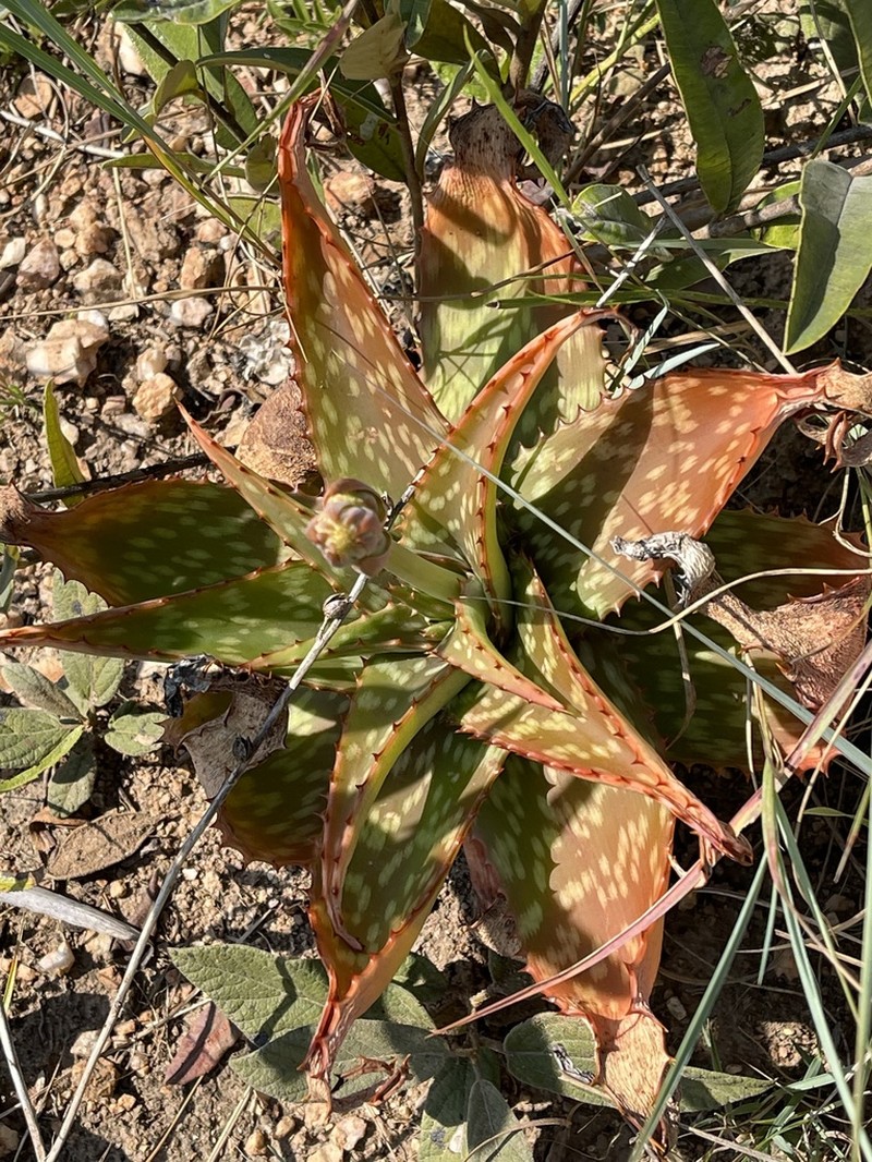 Aloe barbertoniae photo 7