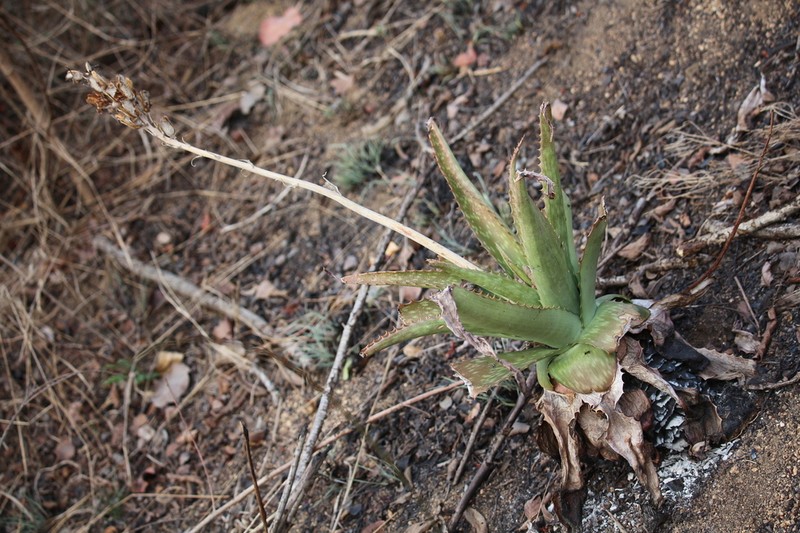Aloe barbertoniae photo 8