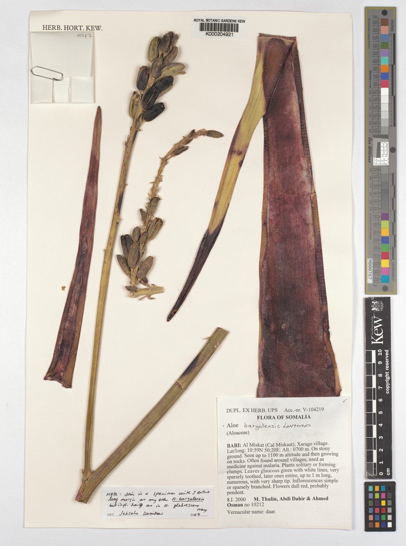 Aloe bargalensis