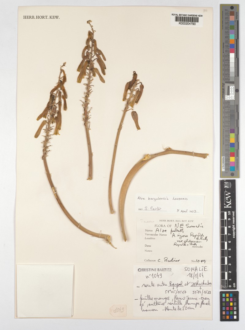 Aloe bargalensis photo 2