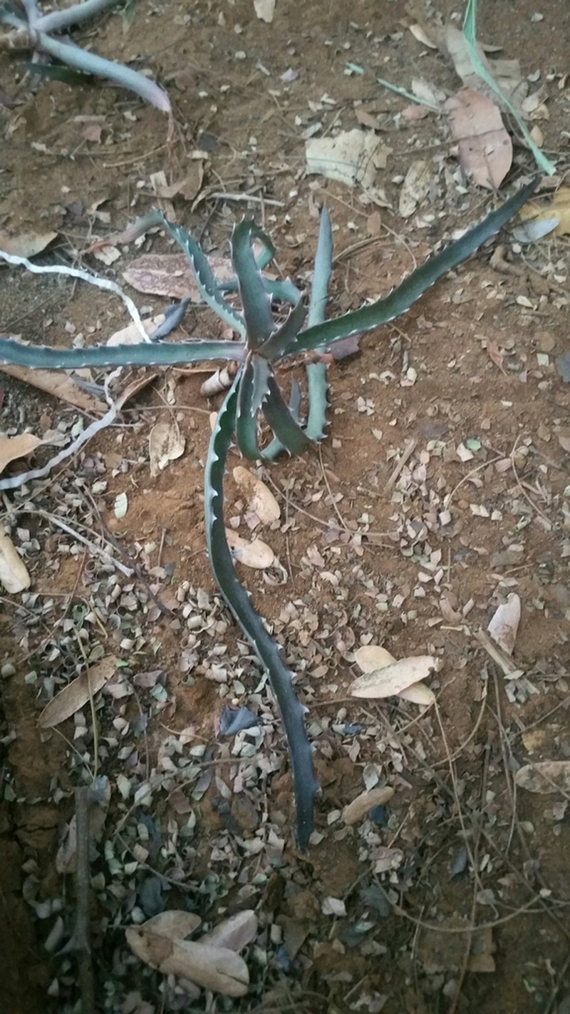 Aloe beankaensis