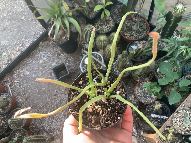 Aloe belavenokensis