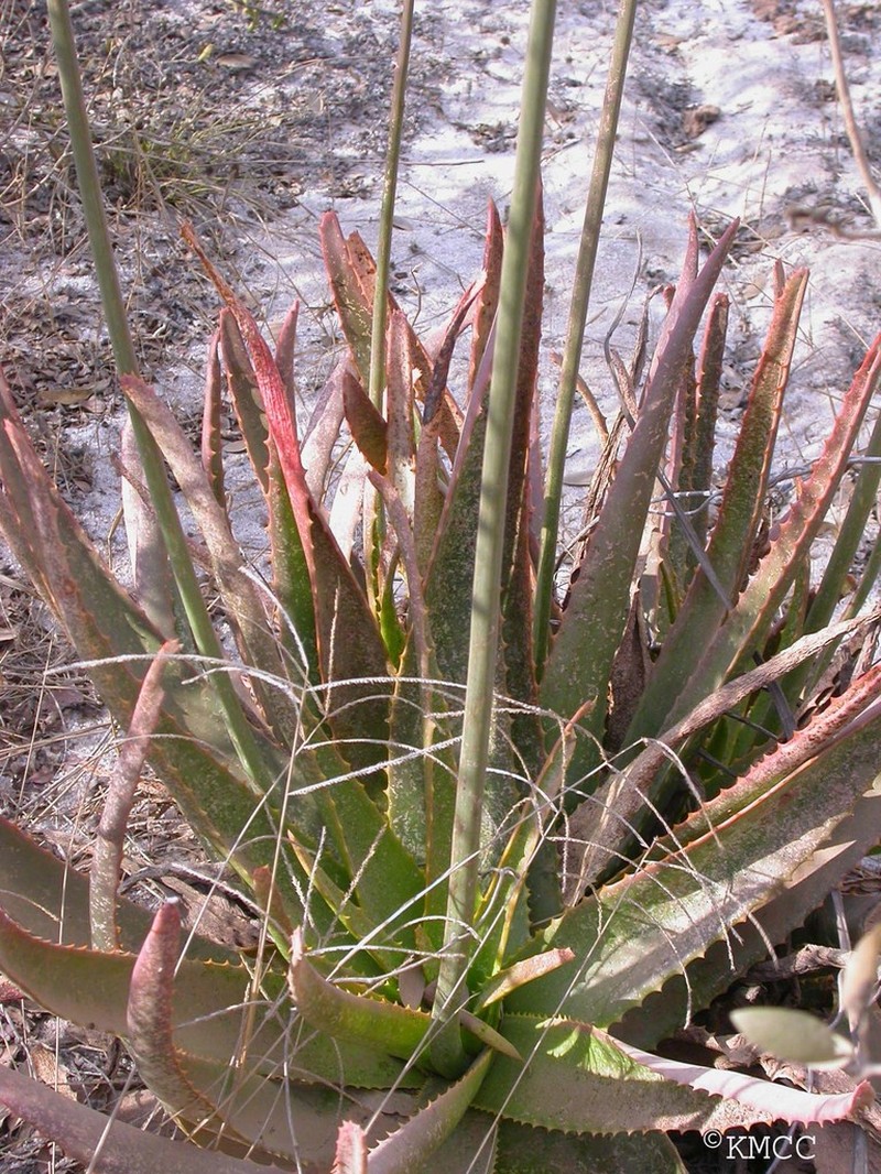 Aloe belitsakensis