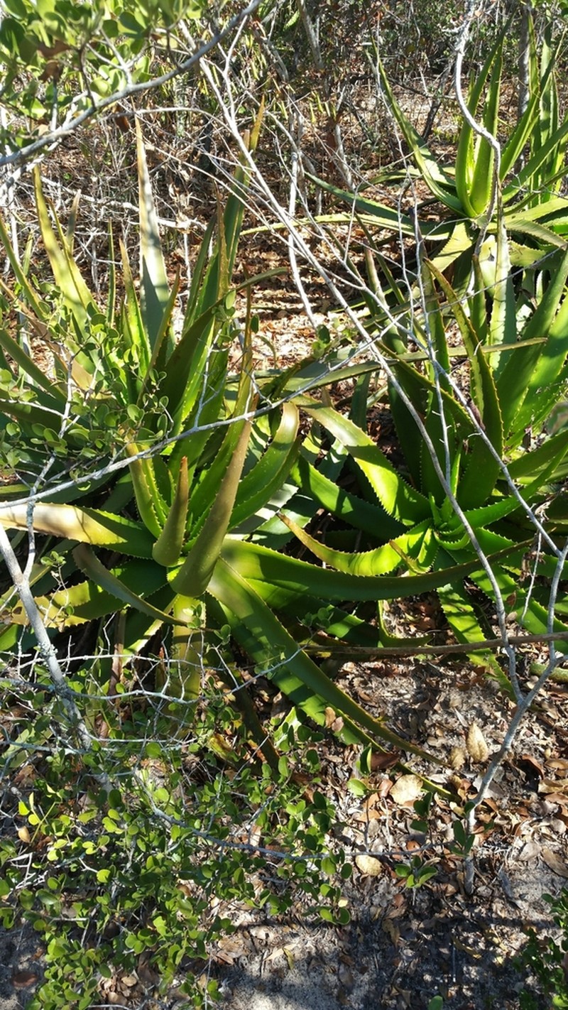 Aloe belitsakensis photo 2