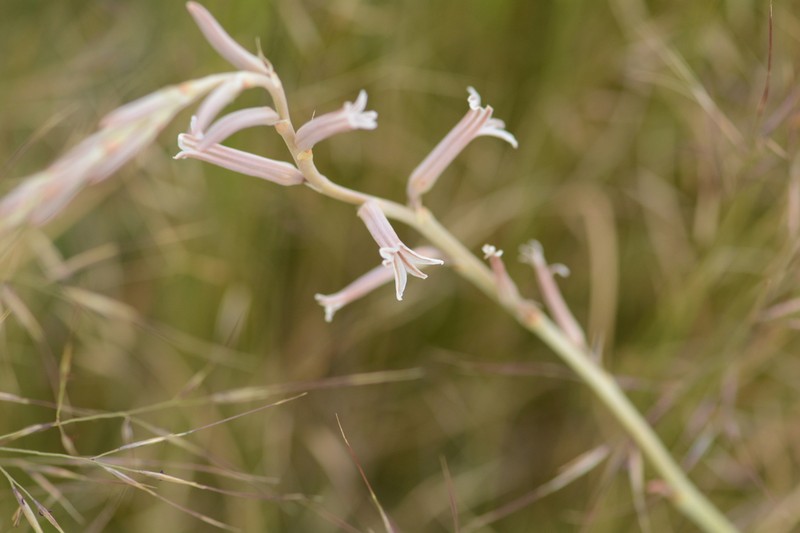 Aloe bergeriana