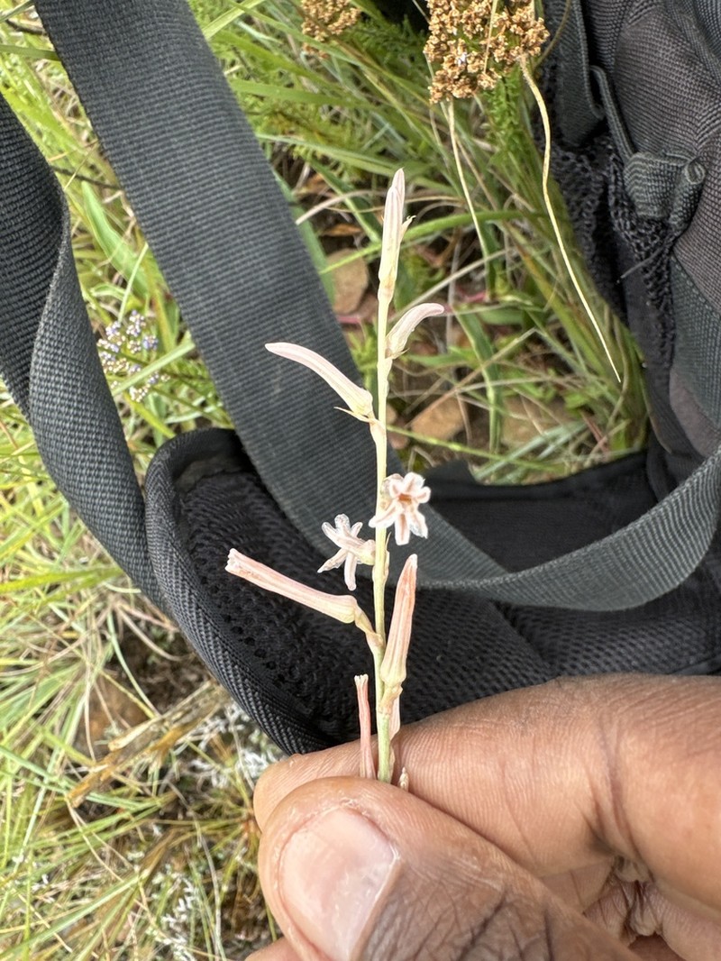 Aloe bergeriana photo 2