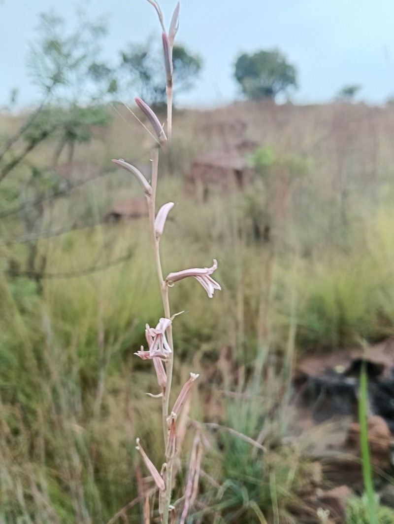 Aloe bergeriana photo 3