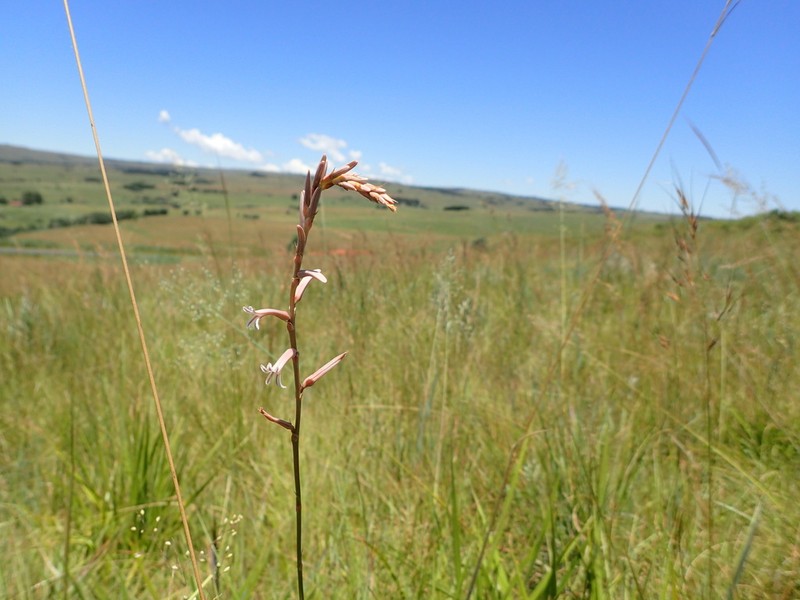 Aloe bergeriana photo 5
