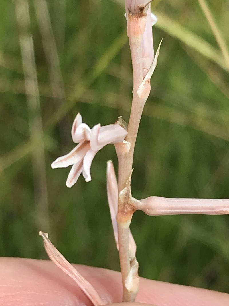 Aloe bergeriana photo 6