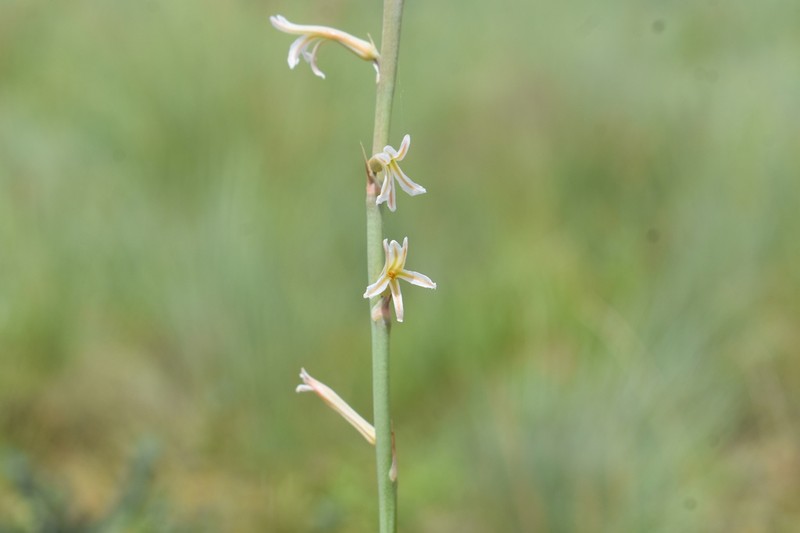 Aloe bergeriana photo 7