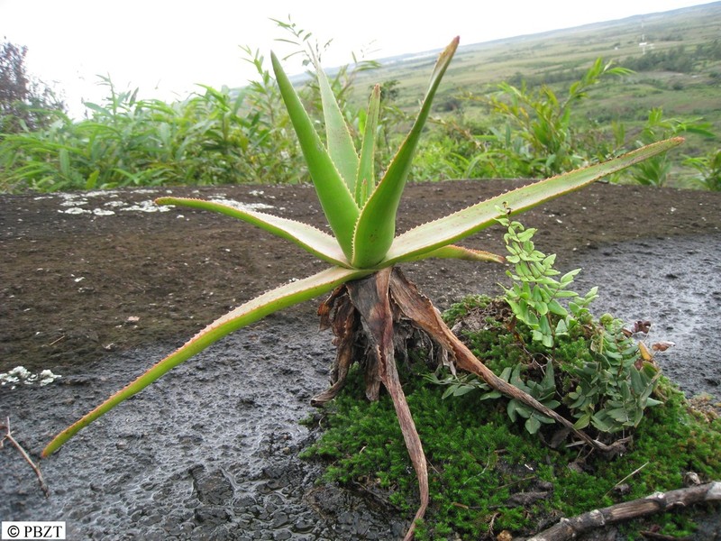 Aloe bernadettae