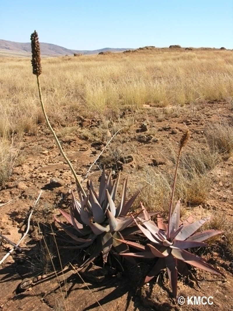 Aloe betsileensis