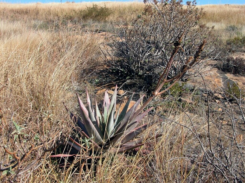 Aloe betsileensis photo 2
