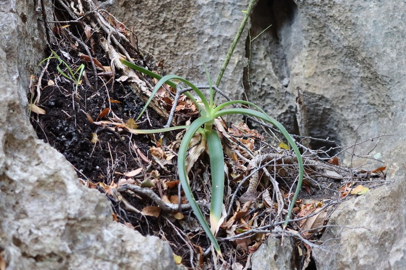 Aloe bosseri