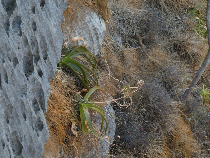 Aloe bosseri photo 3