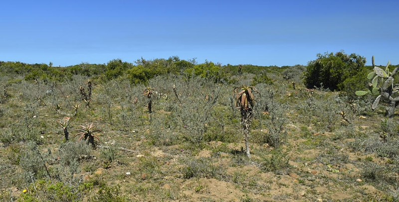 Aloe bowiea