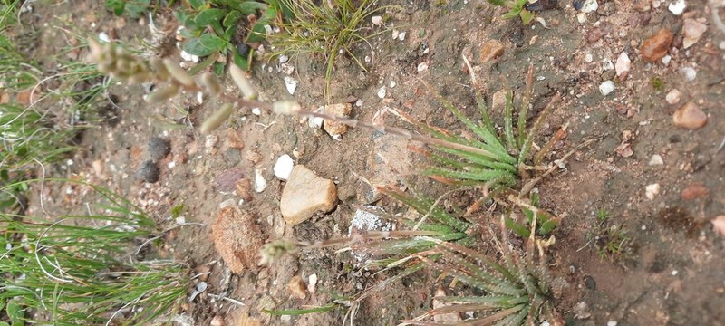 Aloe bowiea photo 2