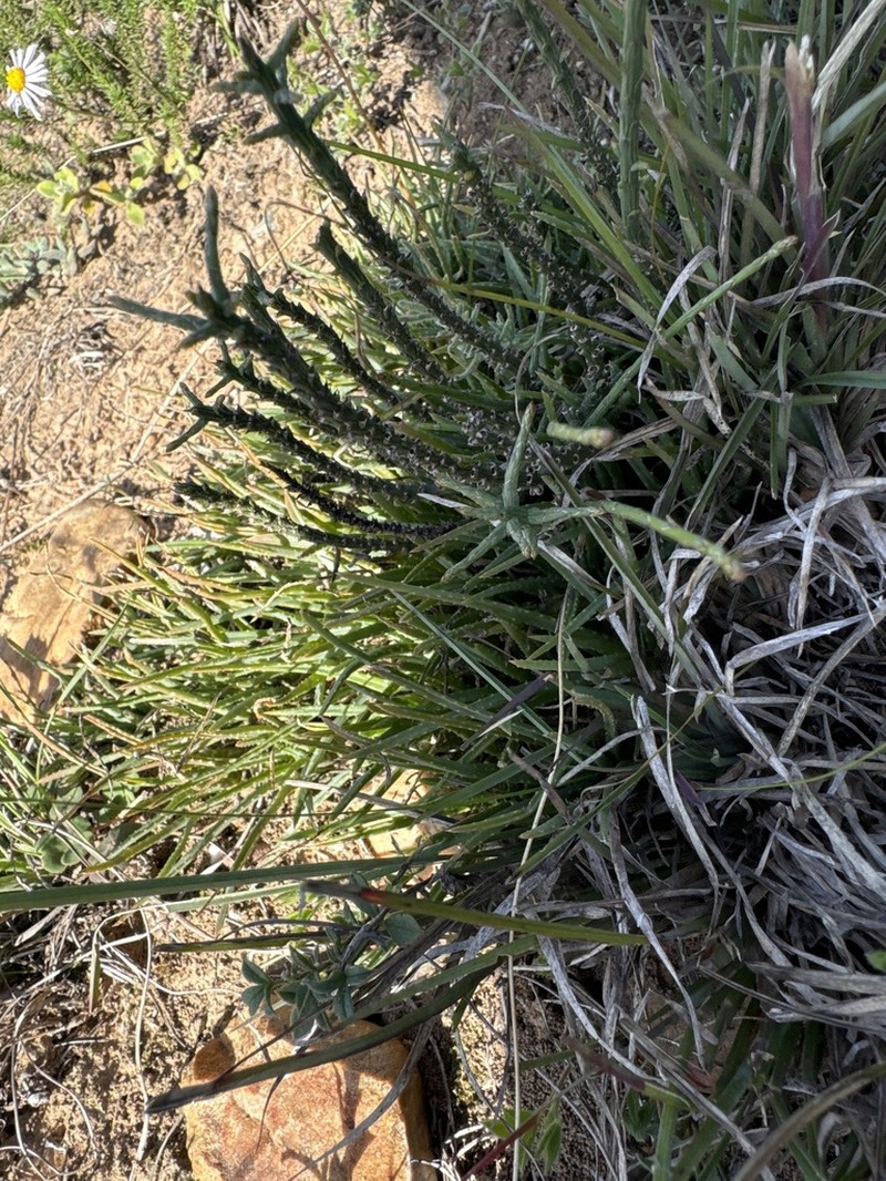 Aloe bowiea photo 4