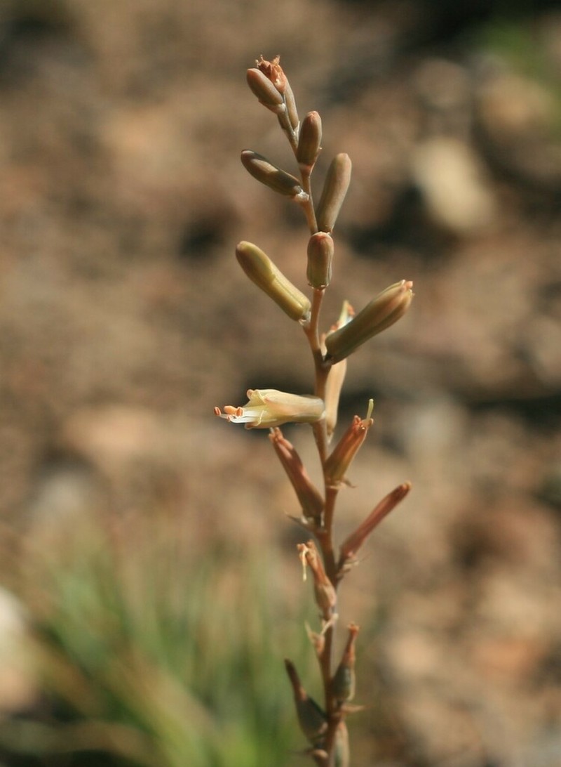 Aloe bowiea photo 5