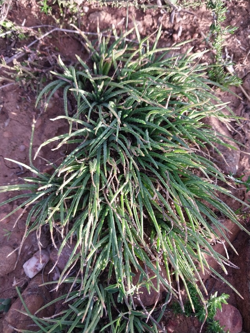 Aloe bowiea photo 6
