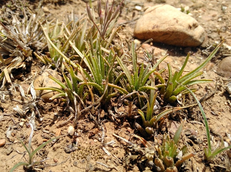 Aloe bowiea photo 7