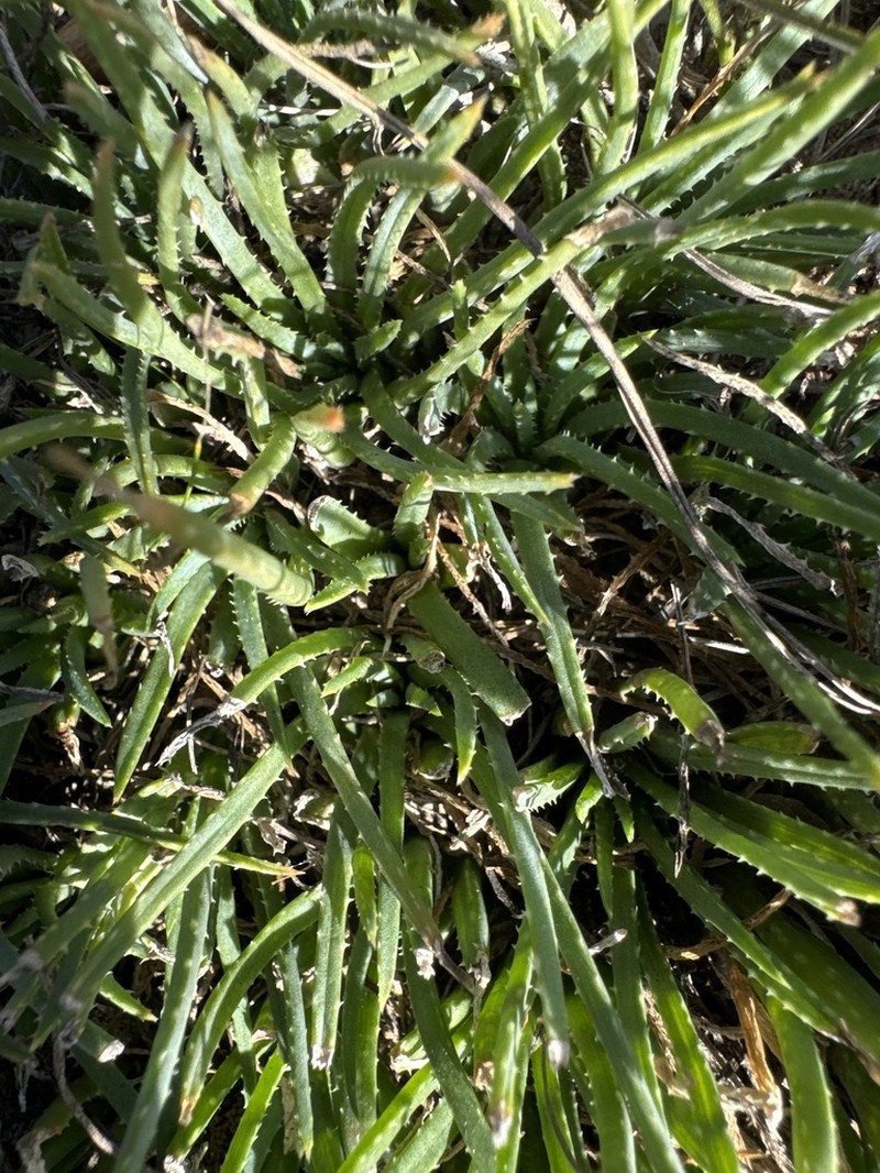 Aloe bowiea photo 8