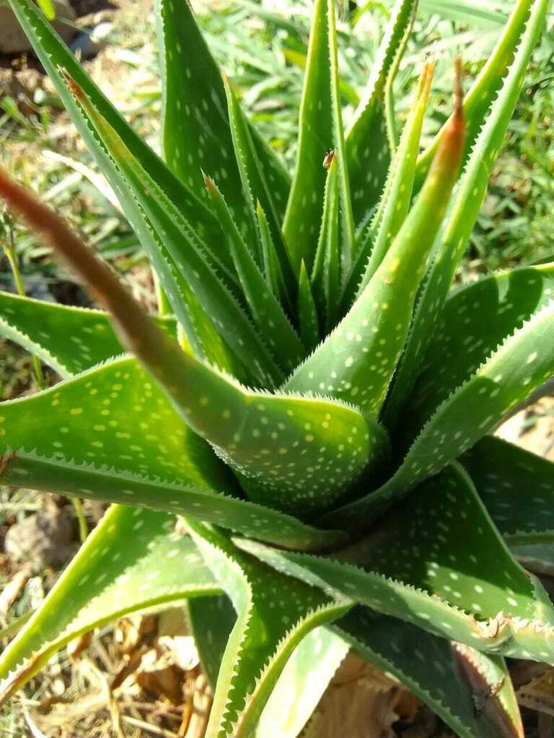 Aloe boylei