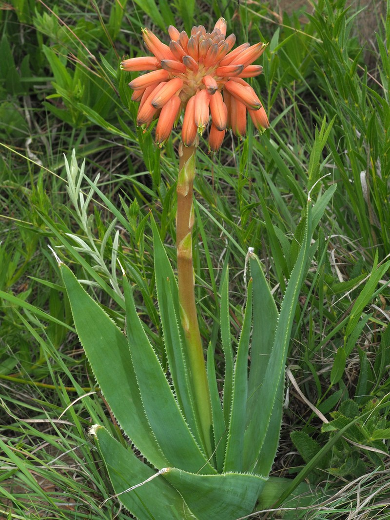 Aloe boylei photo 3