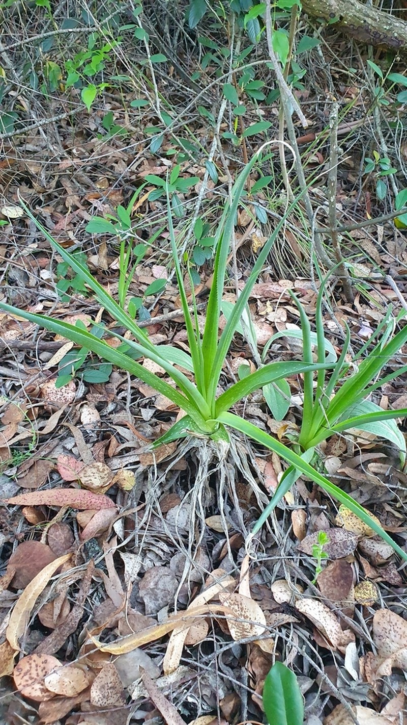 Aloe boylei photo 4