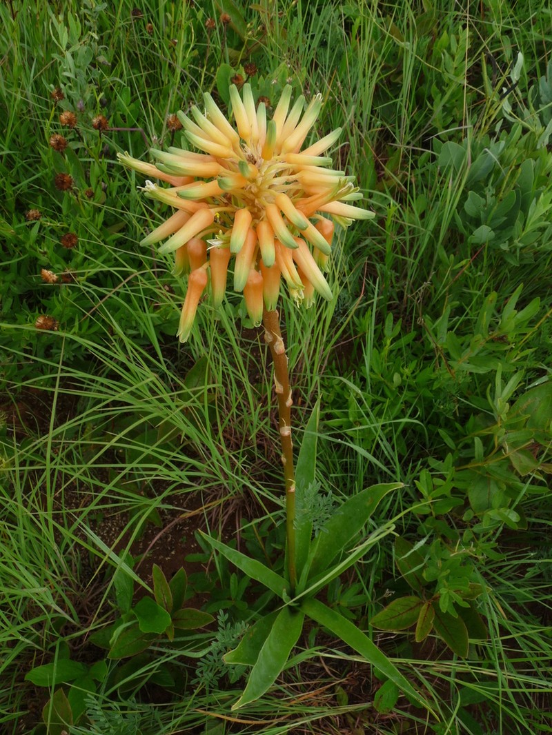 Aloe boylei photo 5