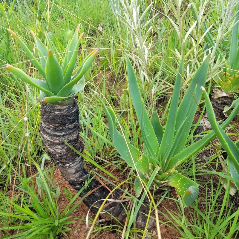 Aloe boylei photo 6