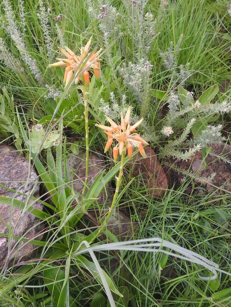 Aloe boylei photo 7