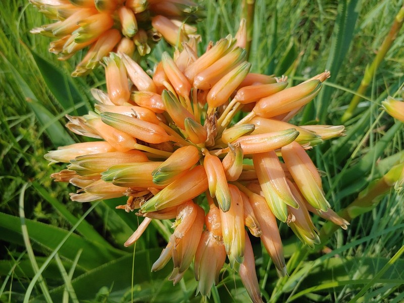 Aloe boylei photo 8