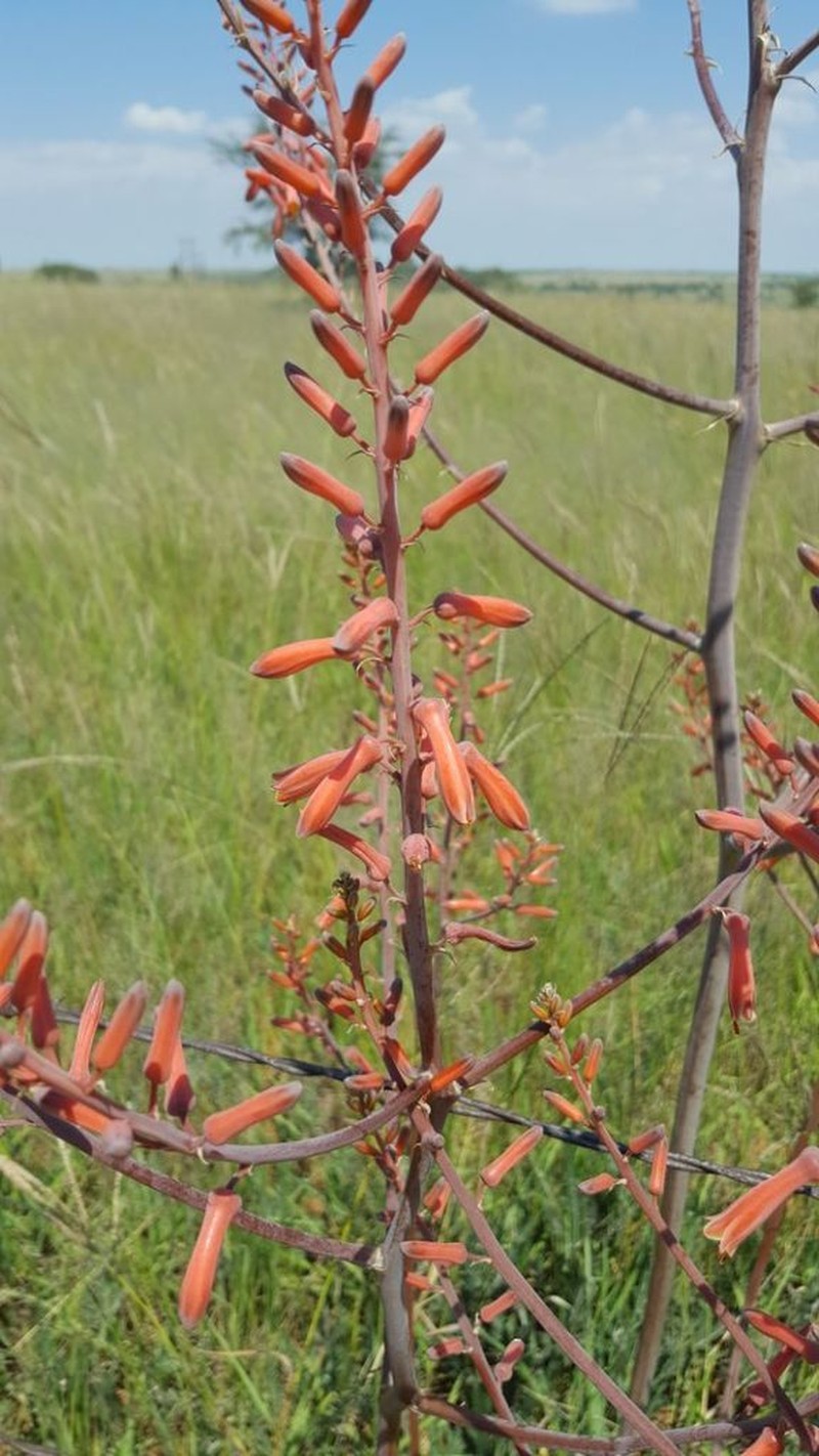 Aloe braamvanwykii photo 2