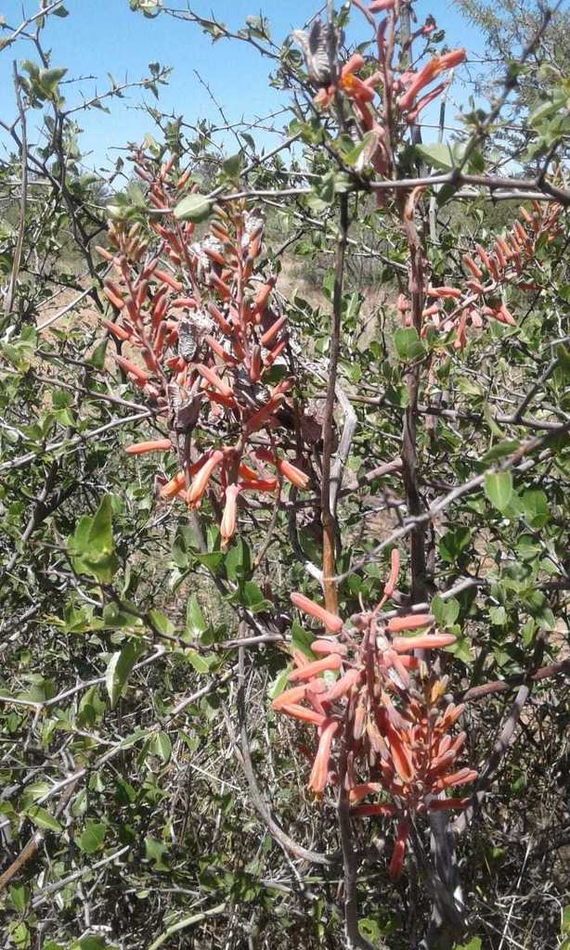 Aloe braamvanwykii photo 3