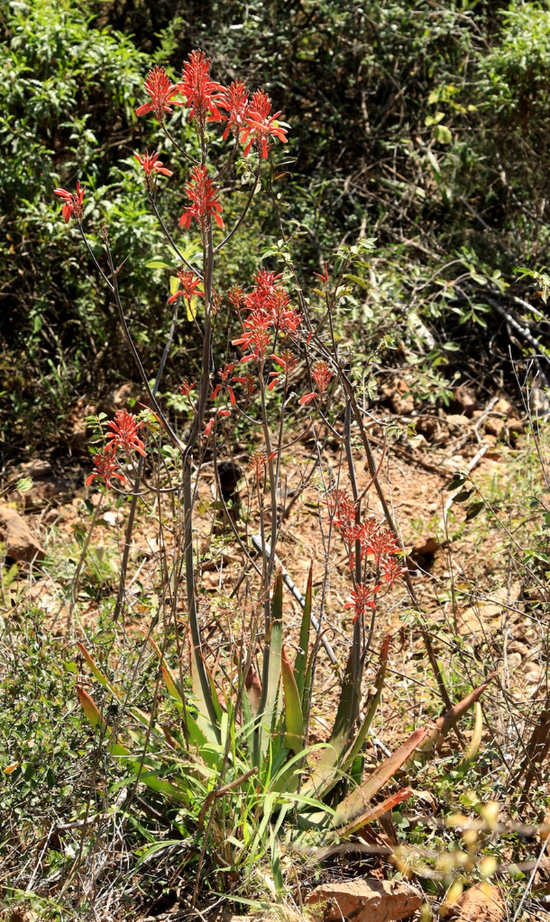 Aloe branddraaiensis photo 2