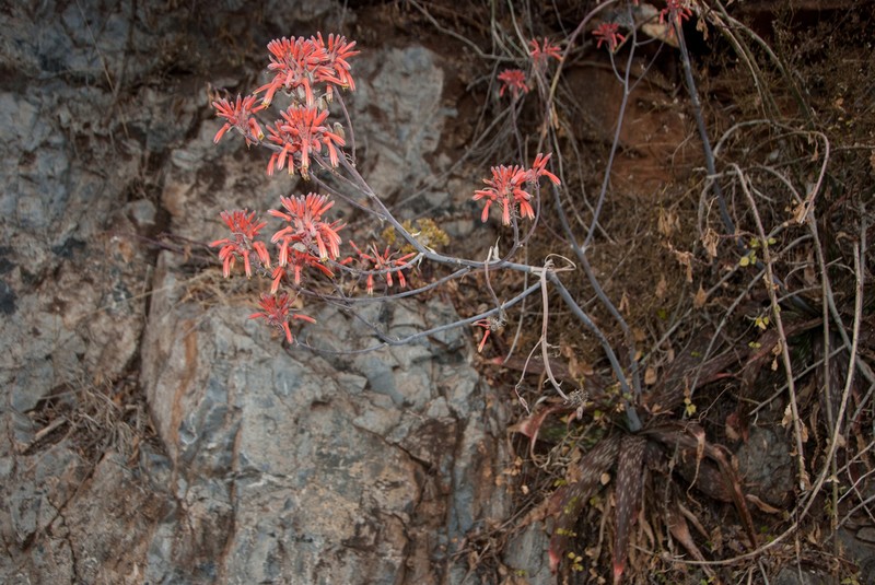 Aloe branddraaiensis photo 3