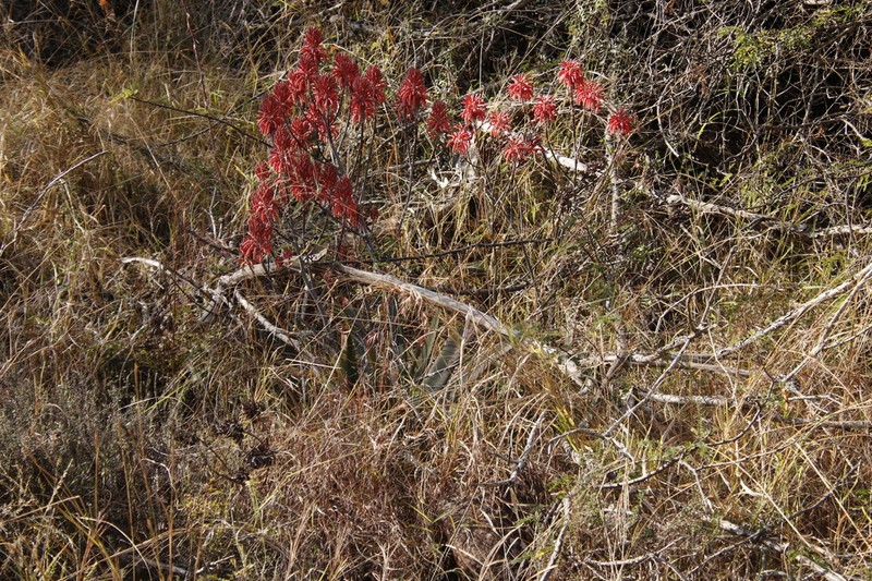 Aloe branddraaiensis photo 4